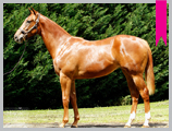 Thoroughbred horse breeding and sales