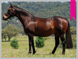 Thoroughbred horse breeding and sales