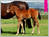 Thoroughbred horse breeding and sales