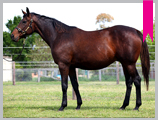 Thoroughbred horse breeding and sales