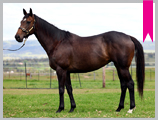 Thoroughbred horse breeding and sales