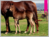 Thoroughbred horse breeding and sales