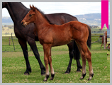 Thoroughbred horse breeding and sales