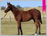 Thoroughbred horse breeding and sales