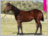 Thoroughbred horse breeding and sales