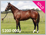 Thoroughbred horse breeding and sales