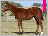 Thoroughbred horse breeding and sales