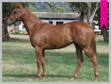 Thoroughbred horse breeding and sales