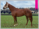 Thoroughbred horse breeding and sales